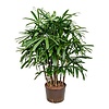 Wasserpflanze Rhapis excelsa