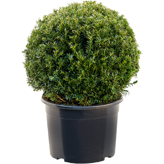 Kiefer Taxus Baccata L