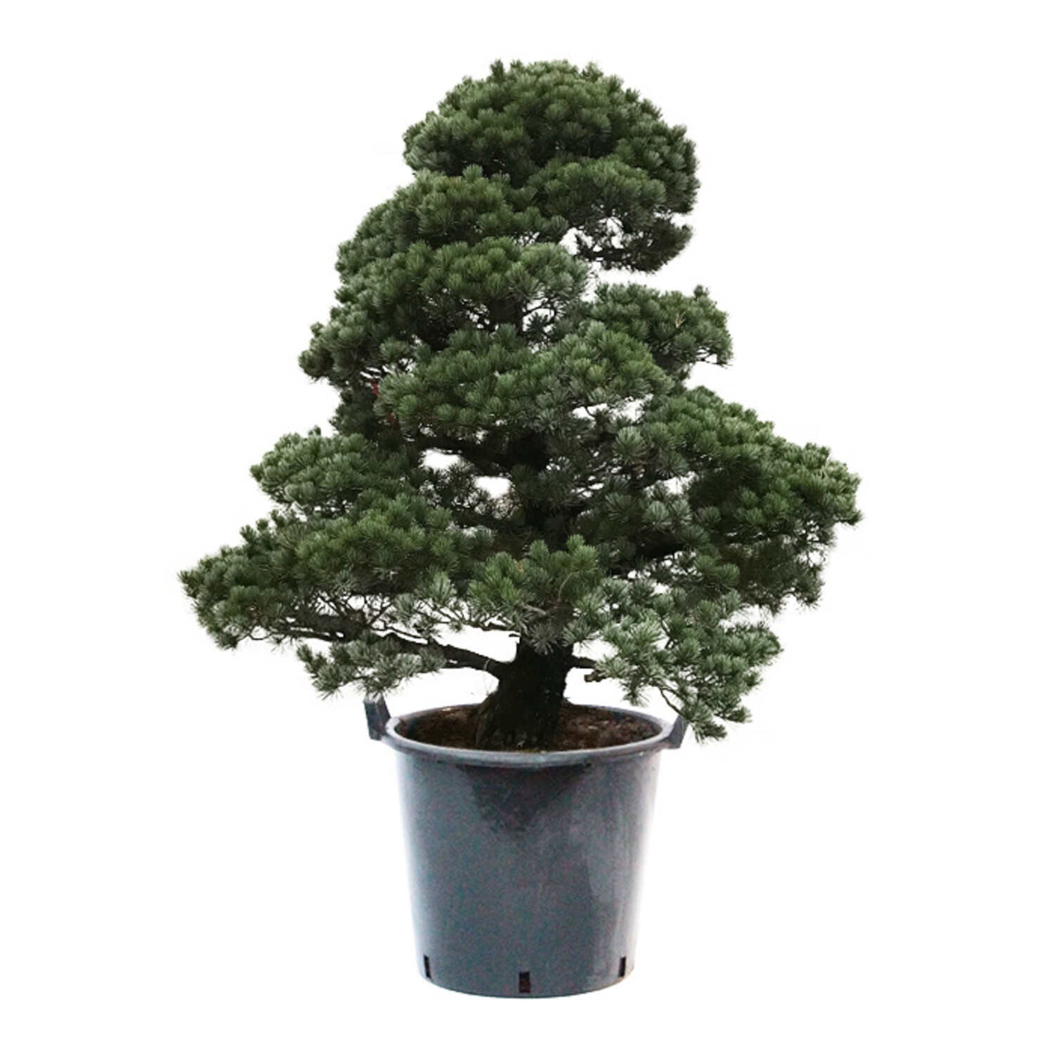 elefantenfuß groß kaufen Beaucarnea Nolina recurvata main image 0