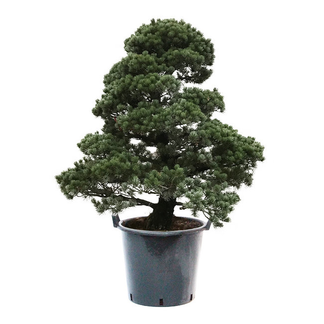 Bonsai Japanische Weißkiefer XXL