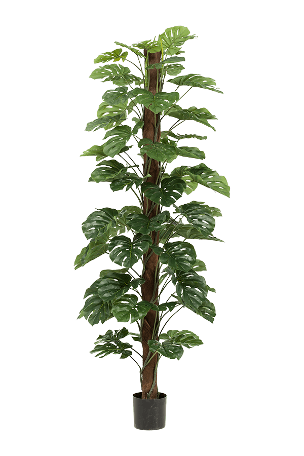 Monstera L Kunstpflanze