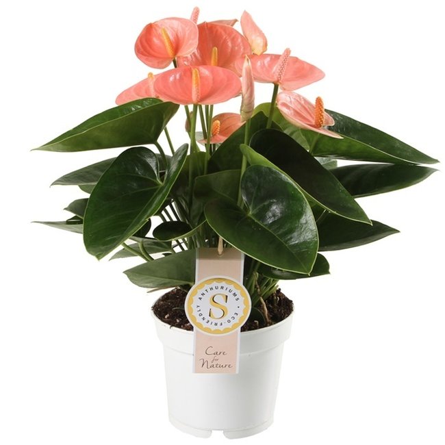 Anthurium Lachs S