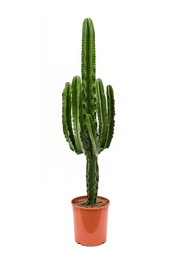 Euphorbia Erytrea