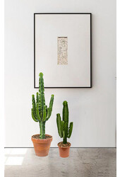 Euphorbia Erytrea
