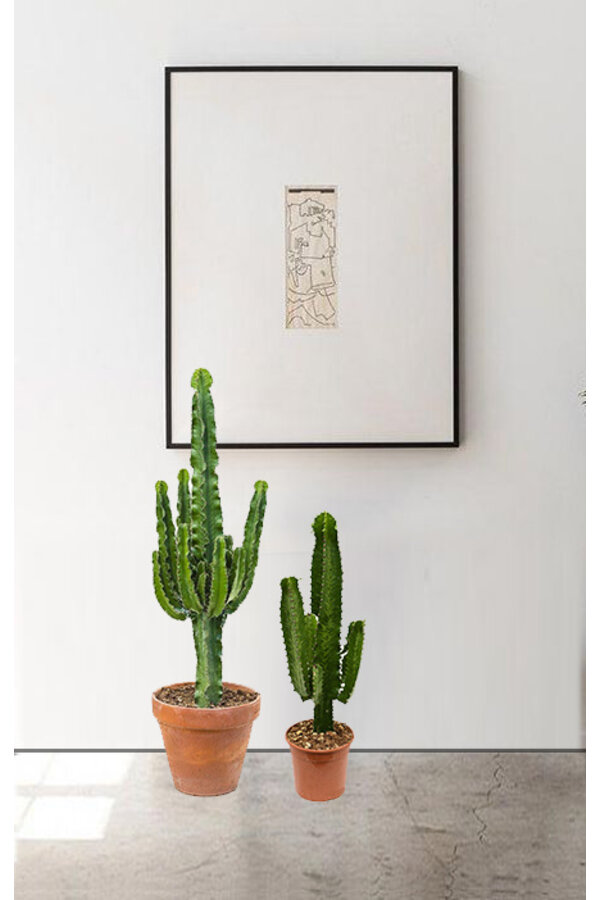 Euphorbia Erytrea
