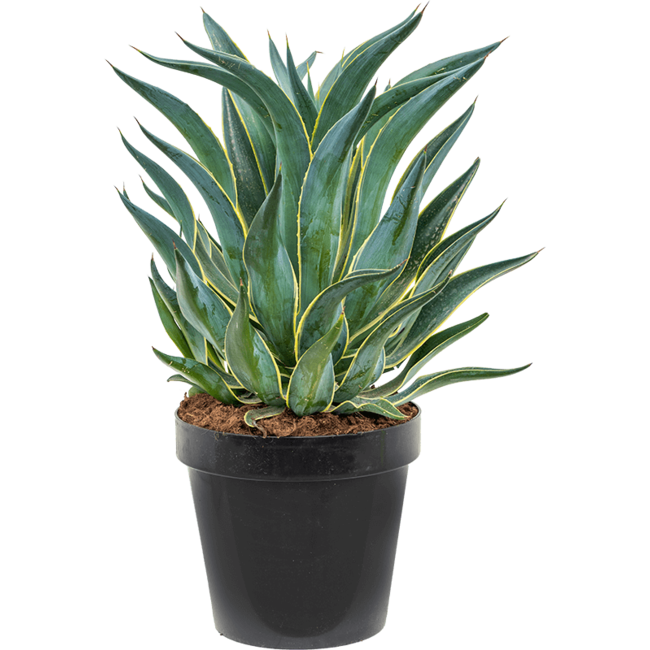 Agave Desmentiana