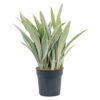 Sansevieria Metallica XL