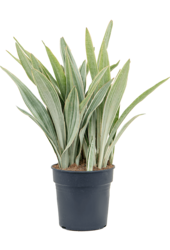 Sansevieria Metallica XL