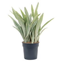 Sansevieria