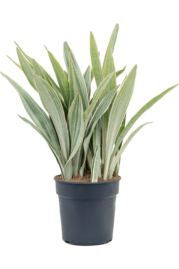 Sansevieria Metallica XL