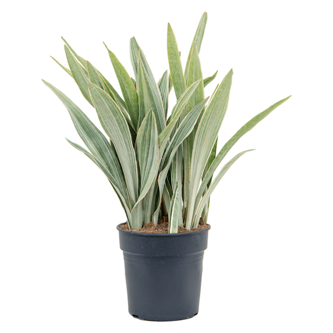 Sansevieria Metallica XL