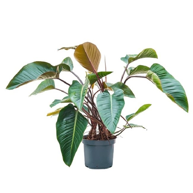 Philodendron Rote Schönheit XL