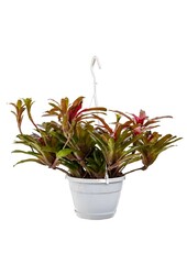Neoregelia Feuerball