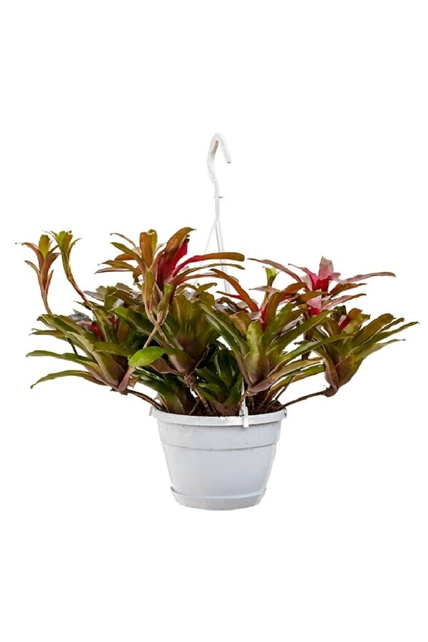 Neoregelia Feuerball