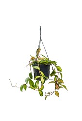 Hoya carnosa tricolor