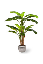 Künstlicher Bananenbaum in gehämmertem Silber