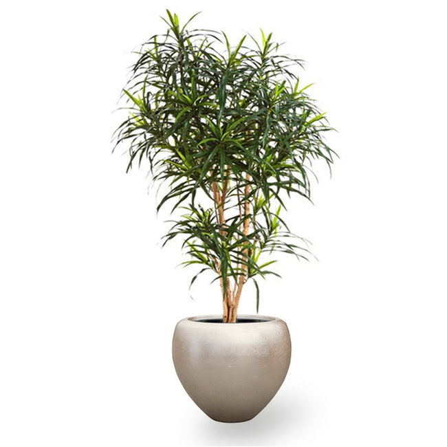 Künstliche Pflanze Dracaena in Couple Champagne