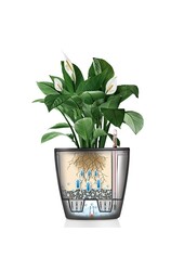 Strelitzia king-size in Lechuza classic XXXL - Kopie