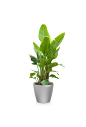 Strelitzia king-size in Lechuza classic XXXL - Kopie