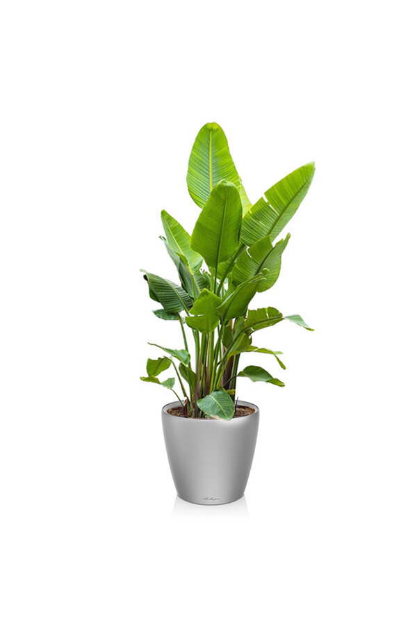 Strelitzia king-size in Lechuza classic XXXL - Kopie