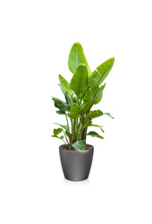 Strelitzia king-size in Lechuza classic XXXL - Kopie