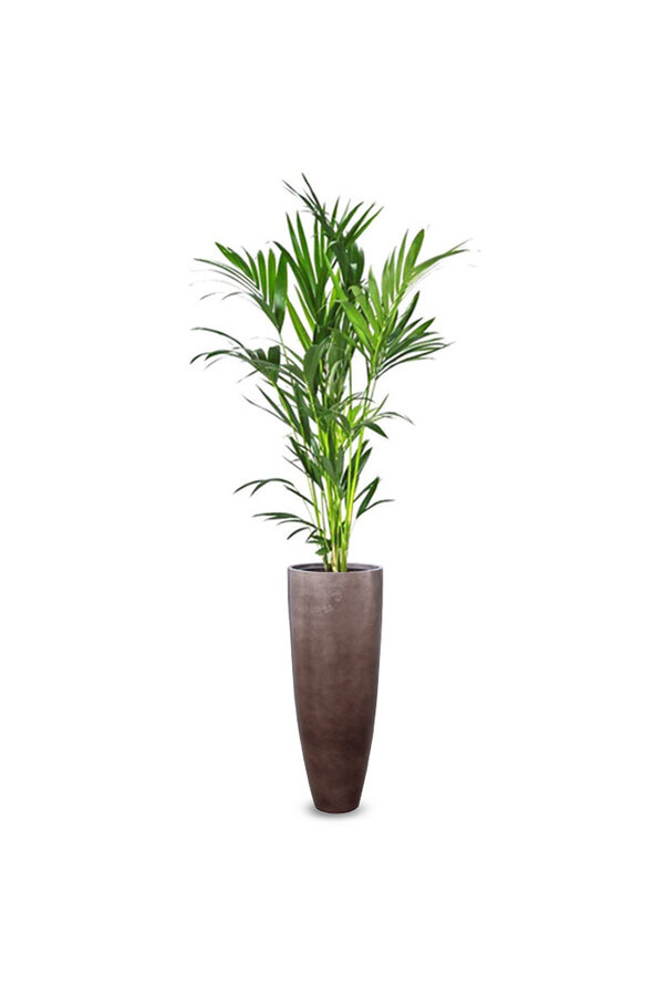 Kentia-Palme in Metallic-Kaffee