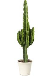 Euphorbia erytrea