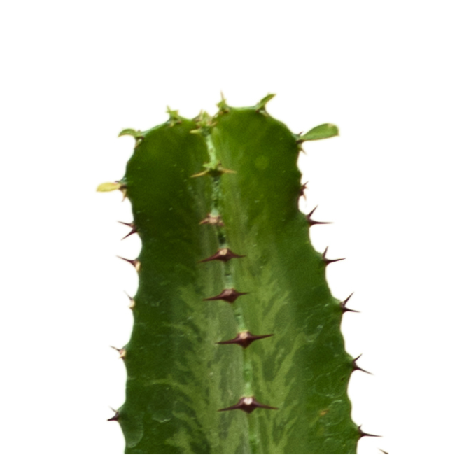 Euphorbia-Salmler