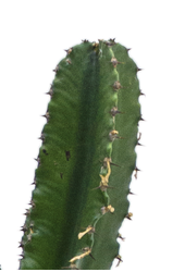 Euphorbia erytrea