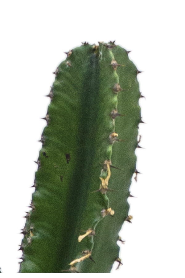 Euphorbia erytrea