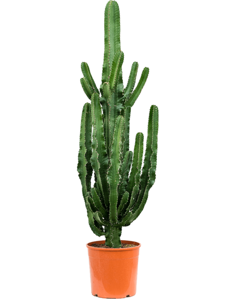 Kaktus kaufen 