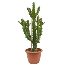 Euphorbia