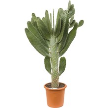 Opuntia