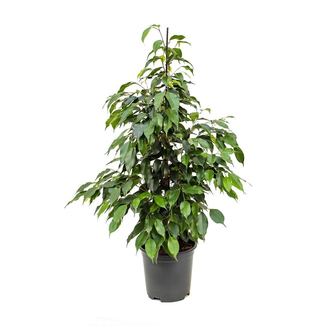 Ficus Danielle