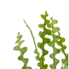 Epiphyllum Anguliger
