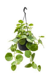 Cissus Rotundifolia