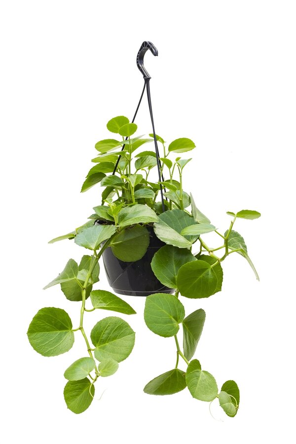 Cissus Rotundifolia