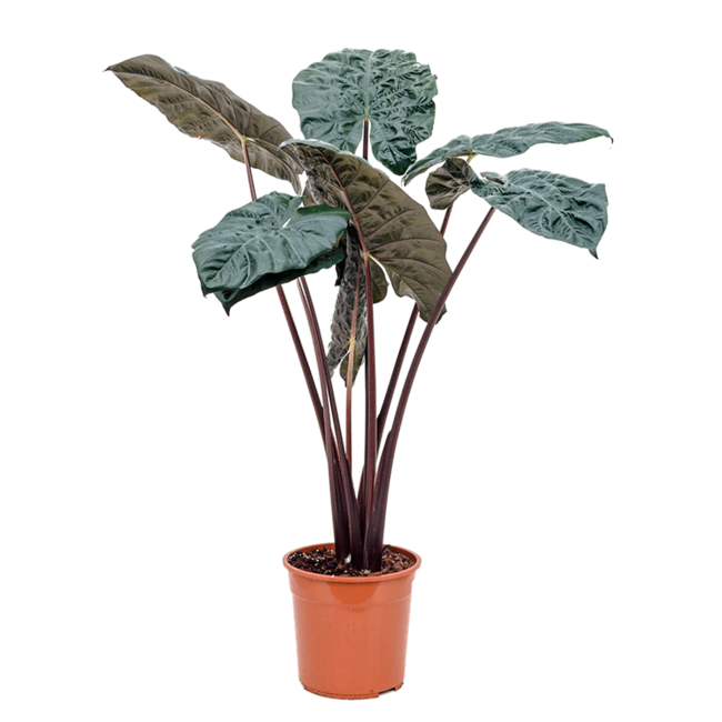 Alocasia Yucatan