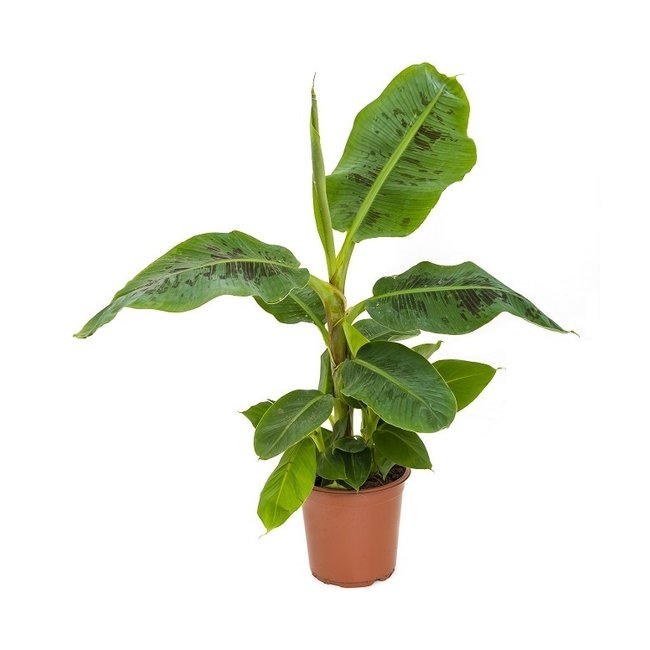 Tropicana-Pflanzenpaket