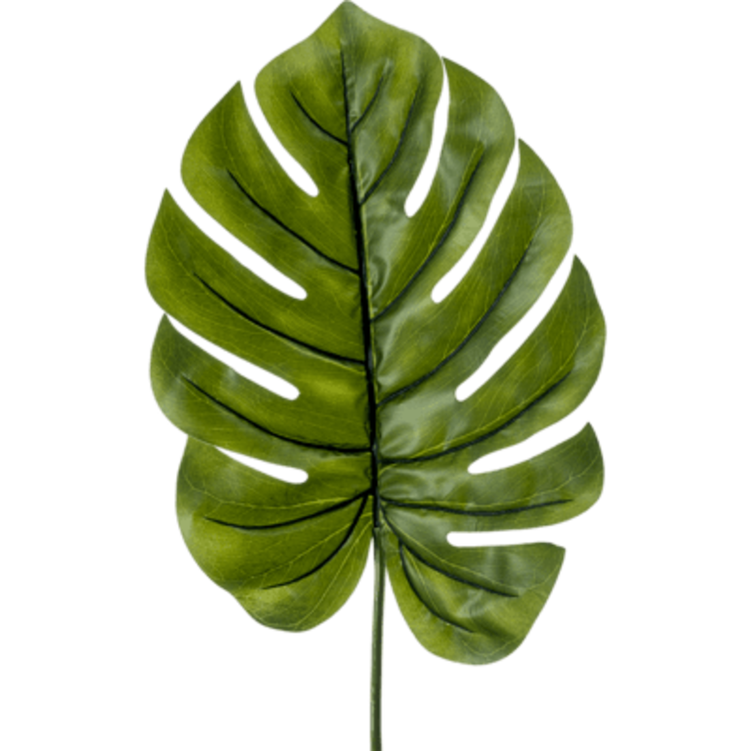philodendron ichtus Philodendron Esmeralda Spirit — Ecuagenera USA Corp main image 1