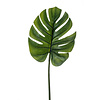 Monstera-Blatt L