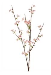 Apfelblüte