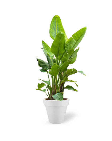 Elho Elho | Strelitzia