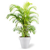 Goldfruchtpalme  Areca Kingsize in Pure Round