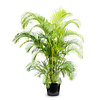 Goldfruchtpalme  Areca Kingsize in Pure Round