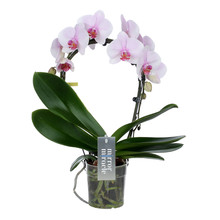 Phalaenopsis