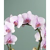 Orchideen-Spiegel-Wunder Tiana