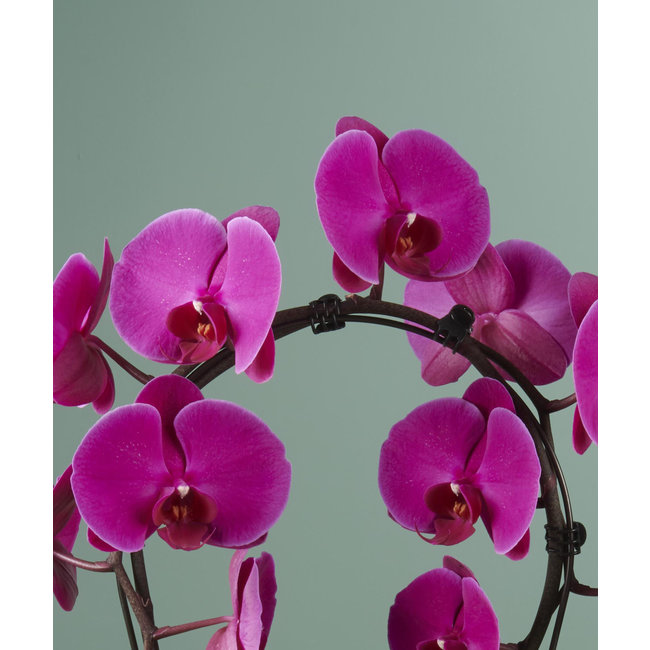 Orchideen-Spiegel-Wunder Mulan