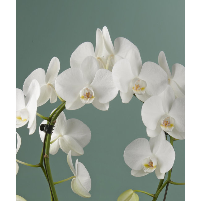 Orchideenspiegel Miracle Aurora