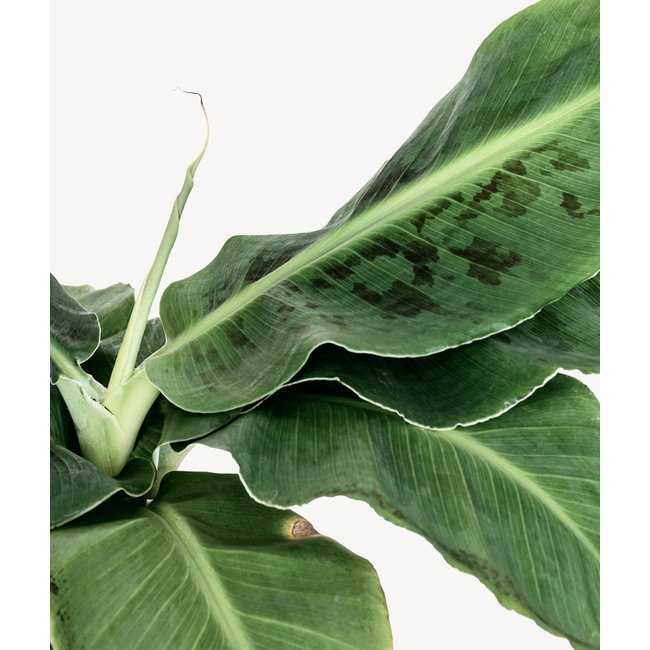 Bananenpflanze im selbstbewässernden Cilindro